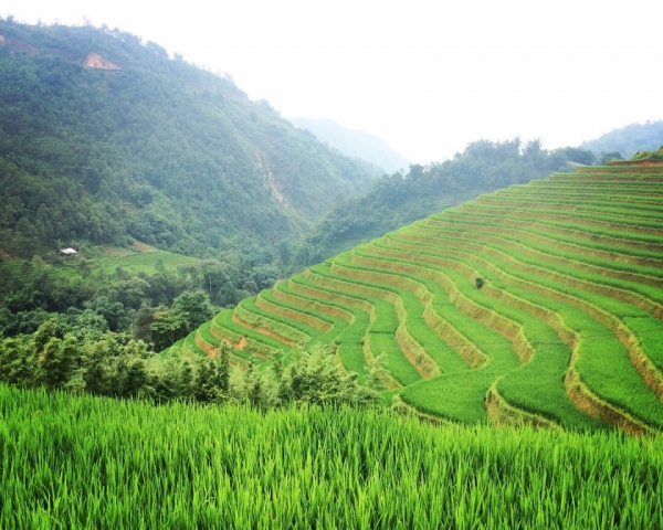 Vietnam